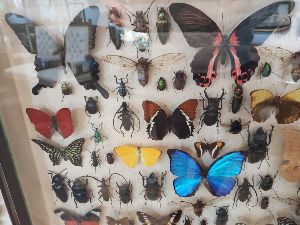 Collection of Butterflies and Other Insects Natural History Collection c.1930 View II