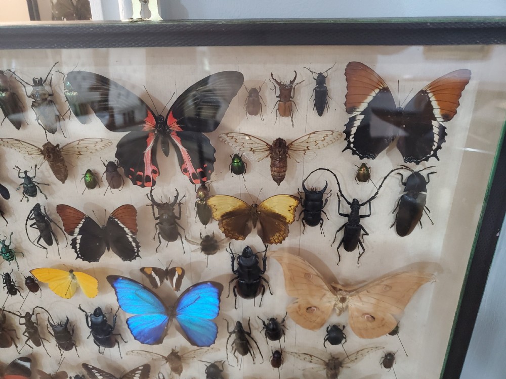 Collection of Butterflies and Other Insects Natural History Collection c.1930 View III