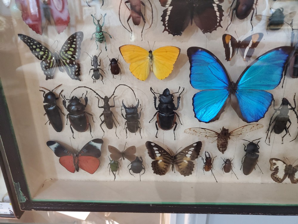 Collection of Butterflies and Other Insects Natural History Collection c.1930 View IV