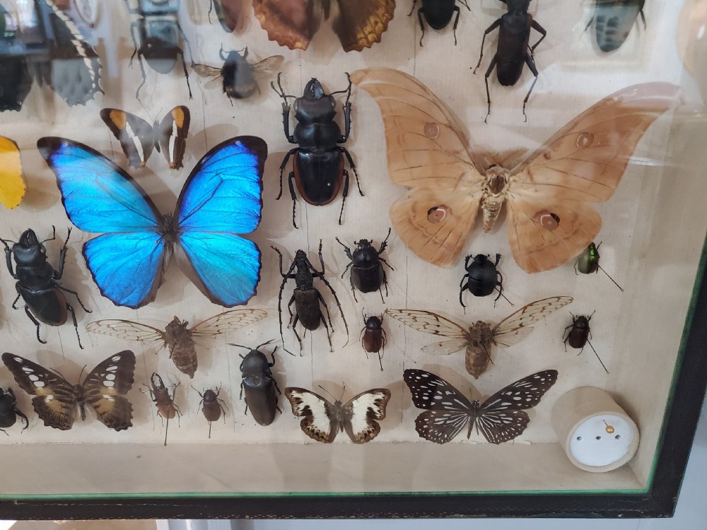 Collection of Butterflies and Other Insects Natural History Collection c.1930 View VI