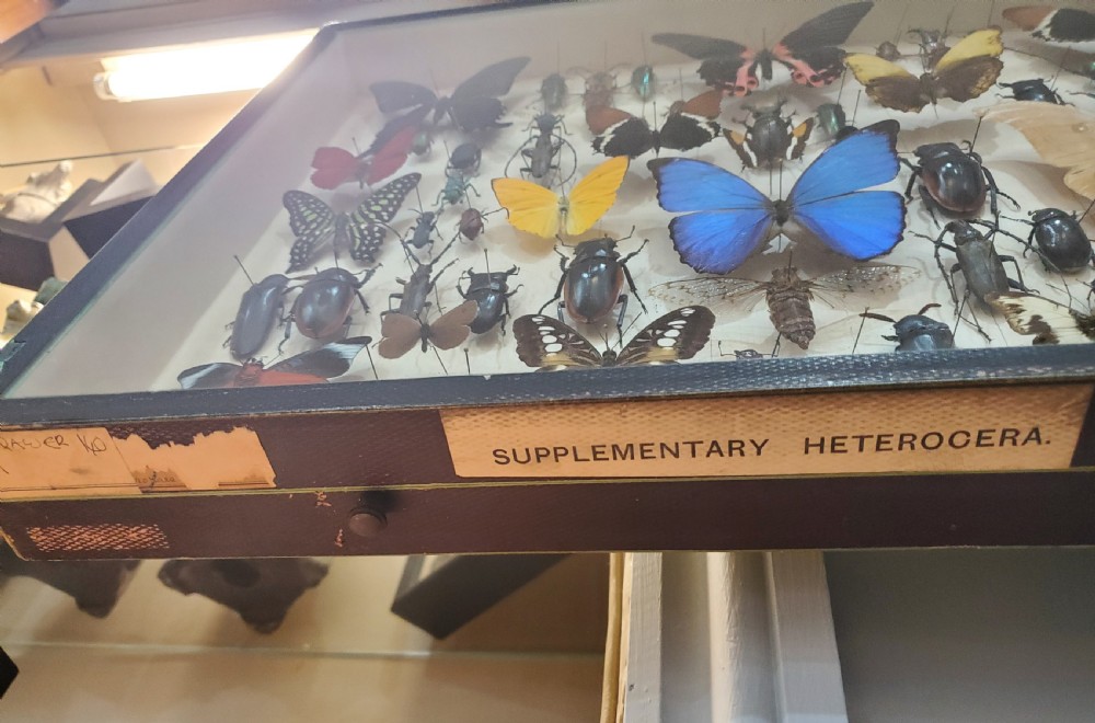 Collection of Butterflies and Other Insects Natural History Collection c.1930 View IX