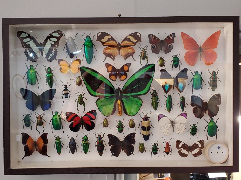 Stunning Collection of Butterflies and Other Insects c1930s