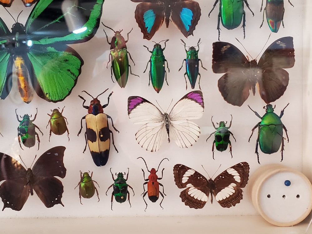 Stunning Collection of Butterflies and Other Insects c1930s View II
