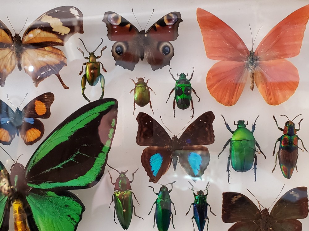 Stunning Collection of Butterflies and Other Insects c1930s View III