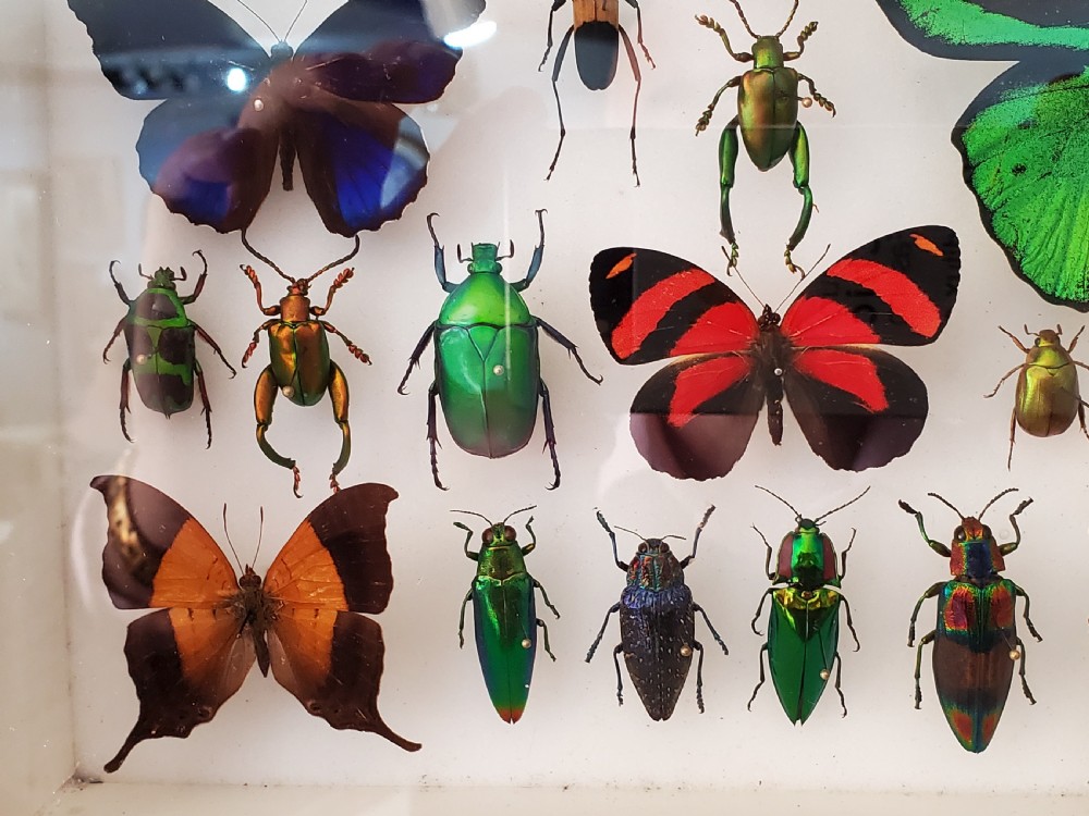 Stunning Collection of Butterflies and Other Insects c1930s View IV