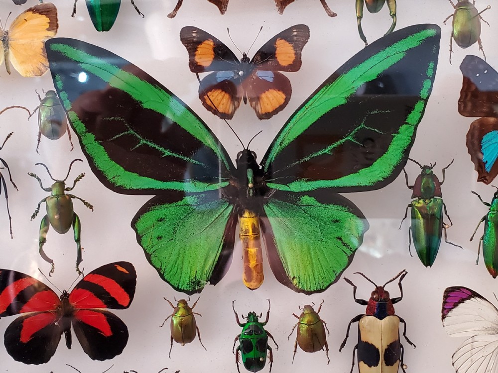 Stunning Collection of Butterflies and Other Insects c1930s View V