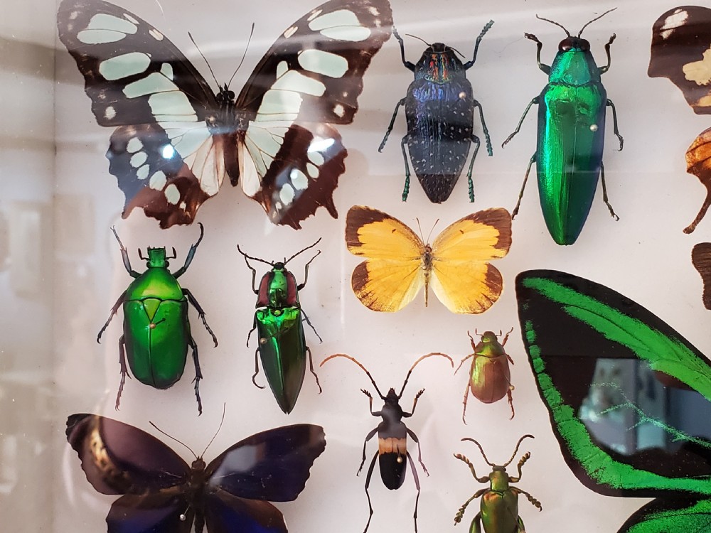 Stunning Collection of Butterflies and Other Insects c1930s View VI