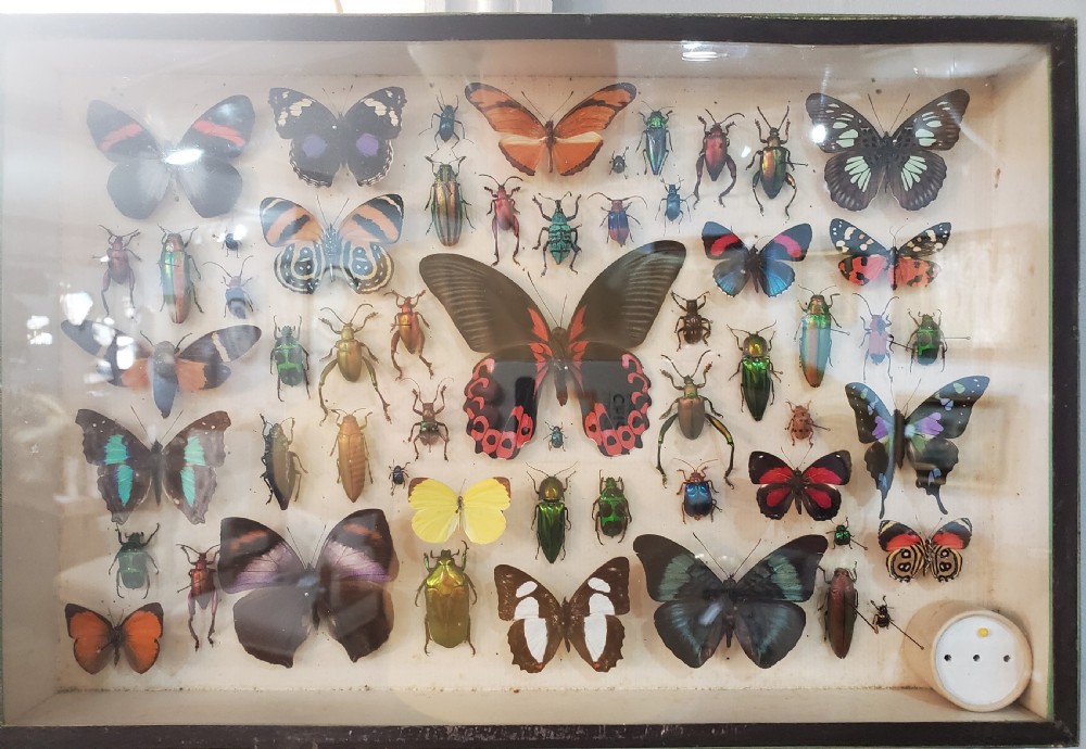 Stunning Collection of Butterflies and Other Insects c1930s