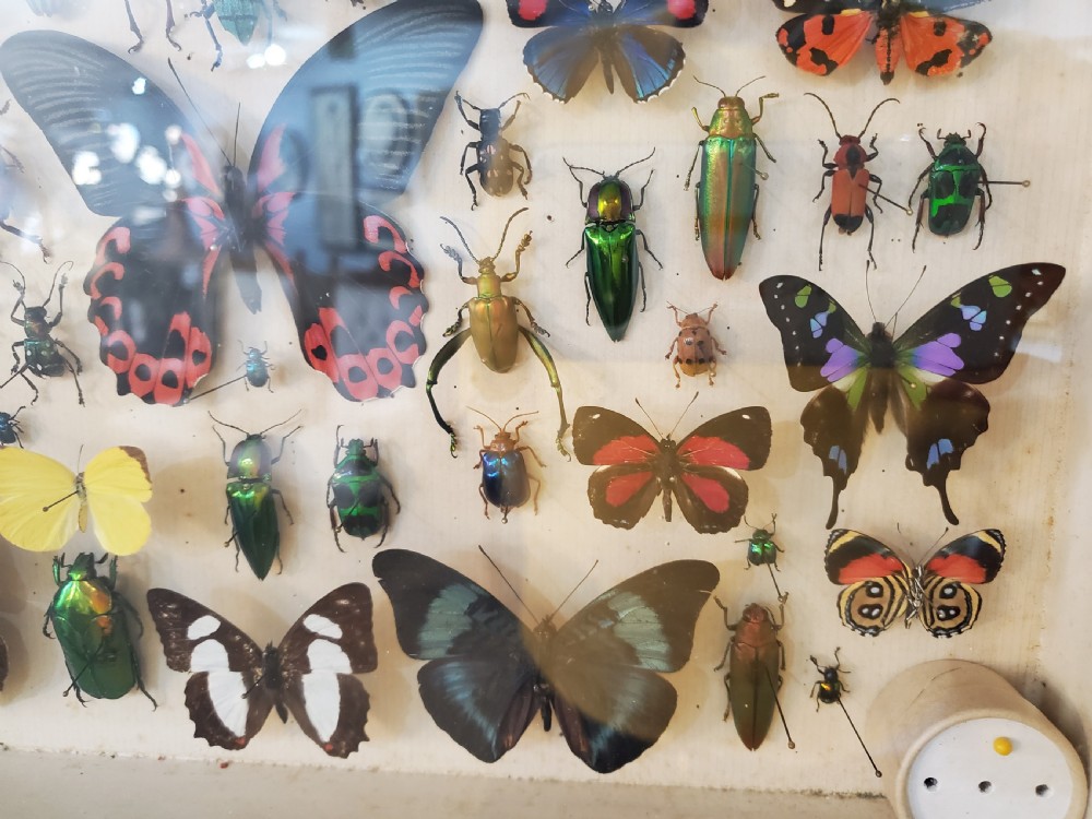 Stunning Collection of Butterflies and Other Insects c1930s View II