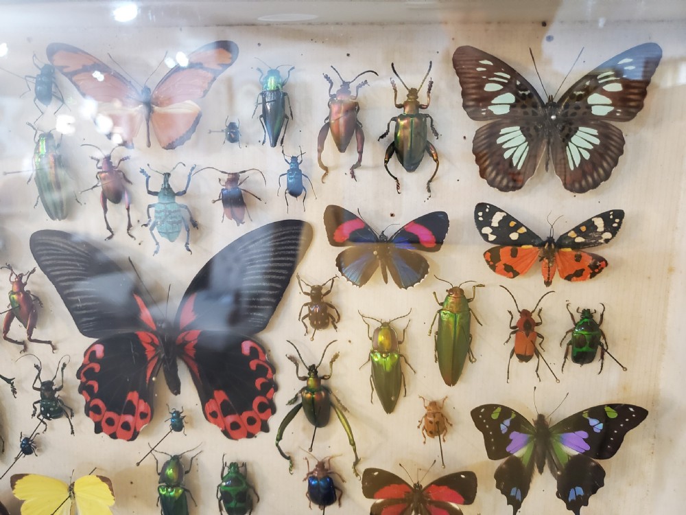 Stunning Collection of Butterflies and Other Insects c1930s View III