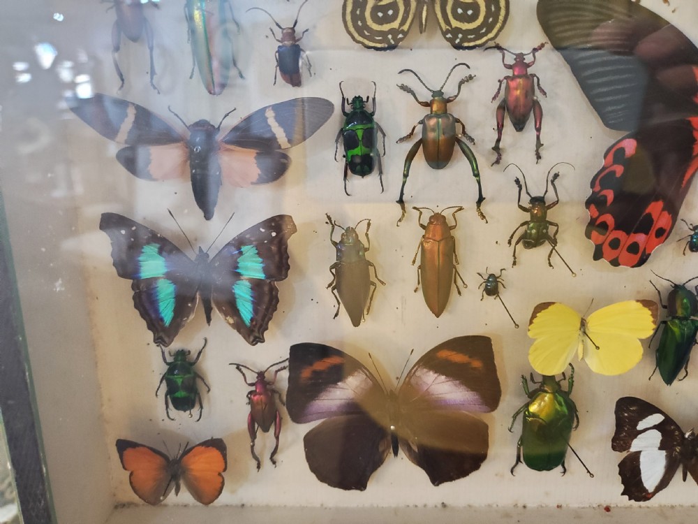 Stunning Collection of Butterflies and Other Insects c1930s View IV