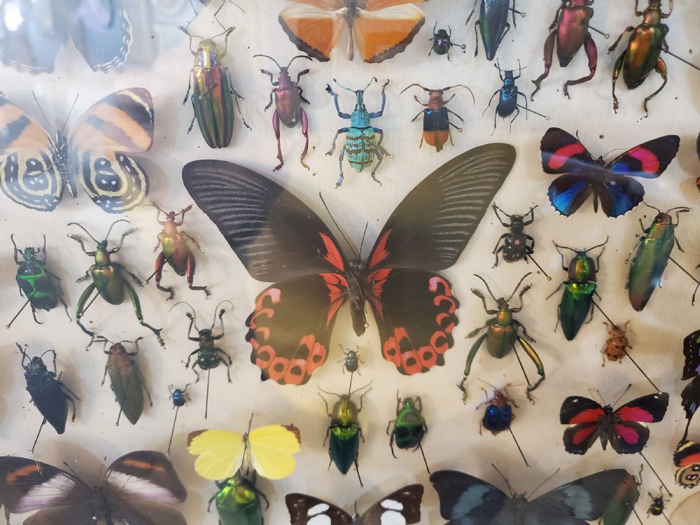 Stunning Collection of Butterflies and Other Insects c1930s View V