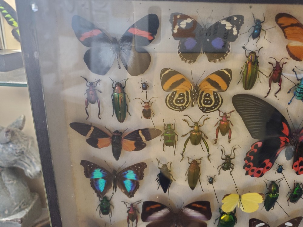 Stunning Collection of Butterflies and Other Insects c1930s View VI