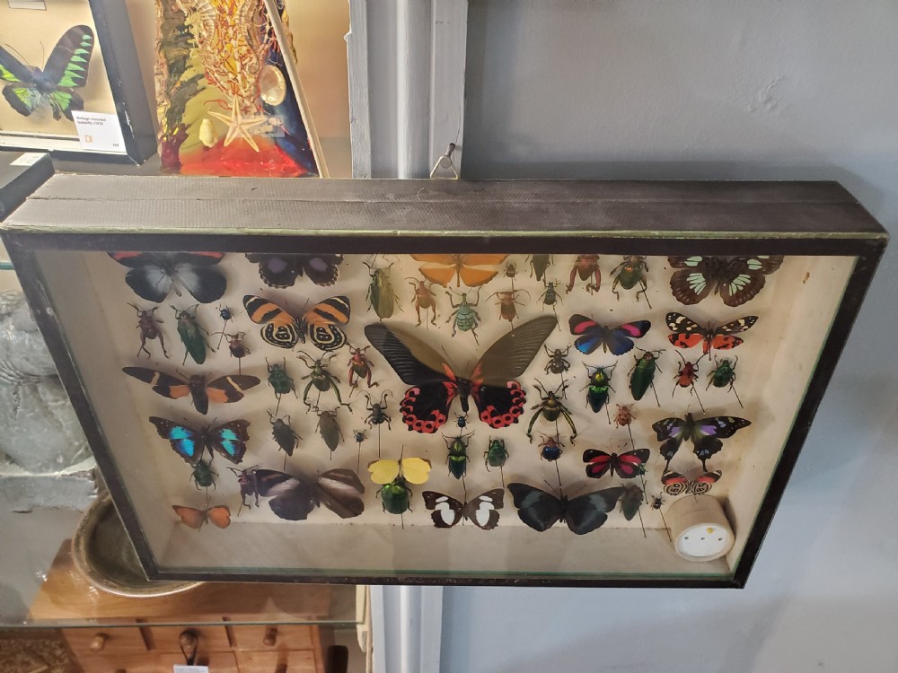 Stunning Collection of Butterflies and Other Insects c1930s View VII
