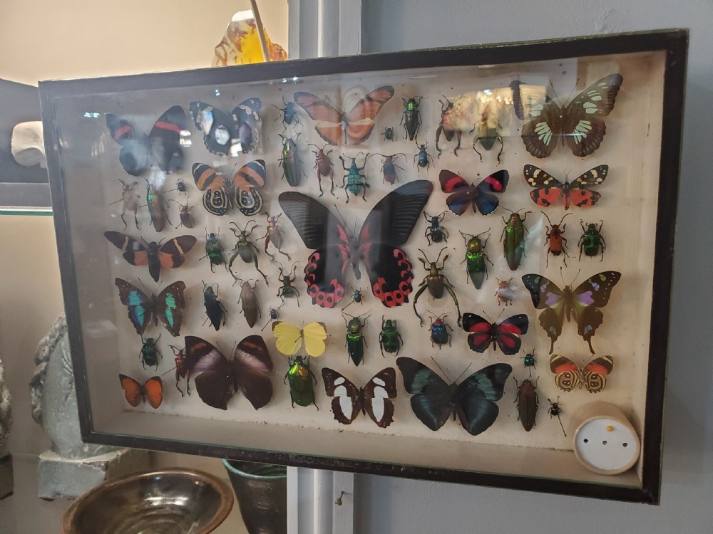 Stunning Collection of Butterflies and Other Insects c1930s View VIII