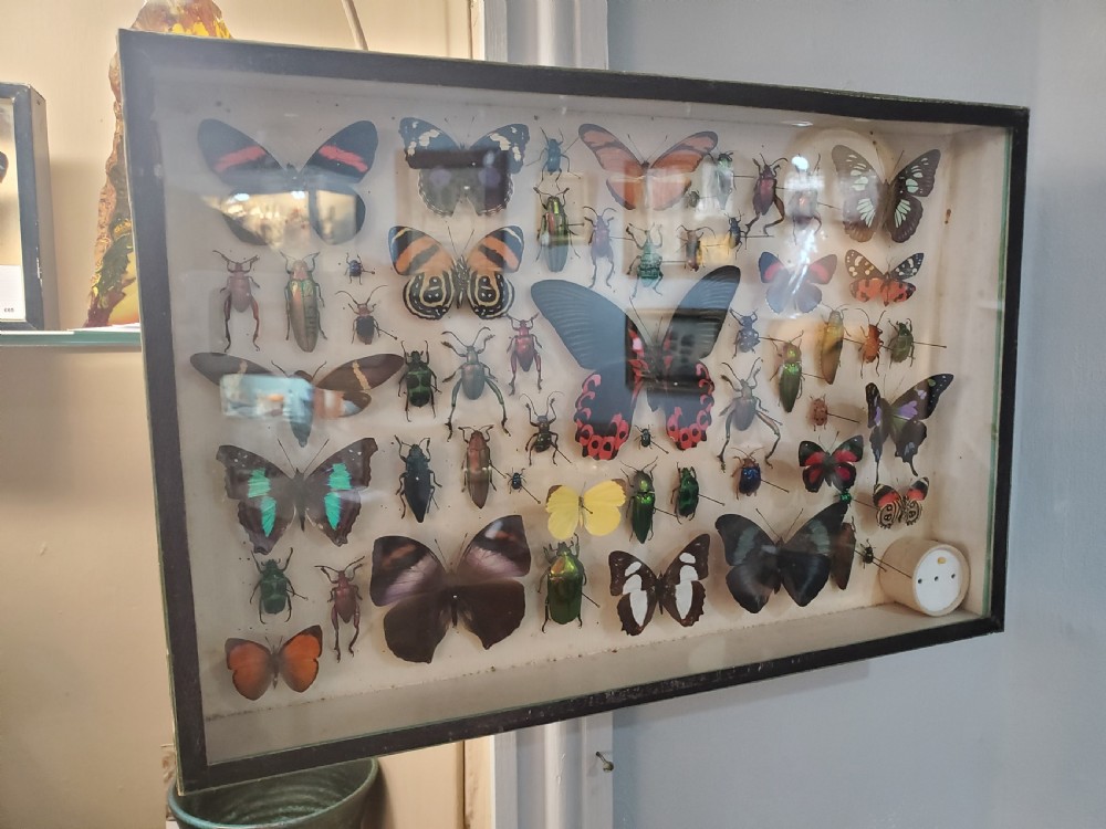 Stunning Collection of Butterflies and Other Insects c1930s View IX