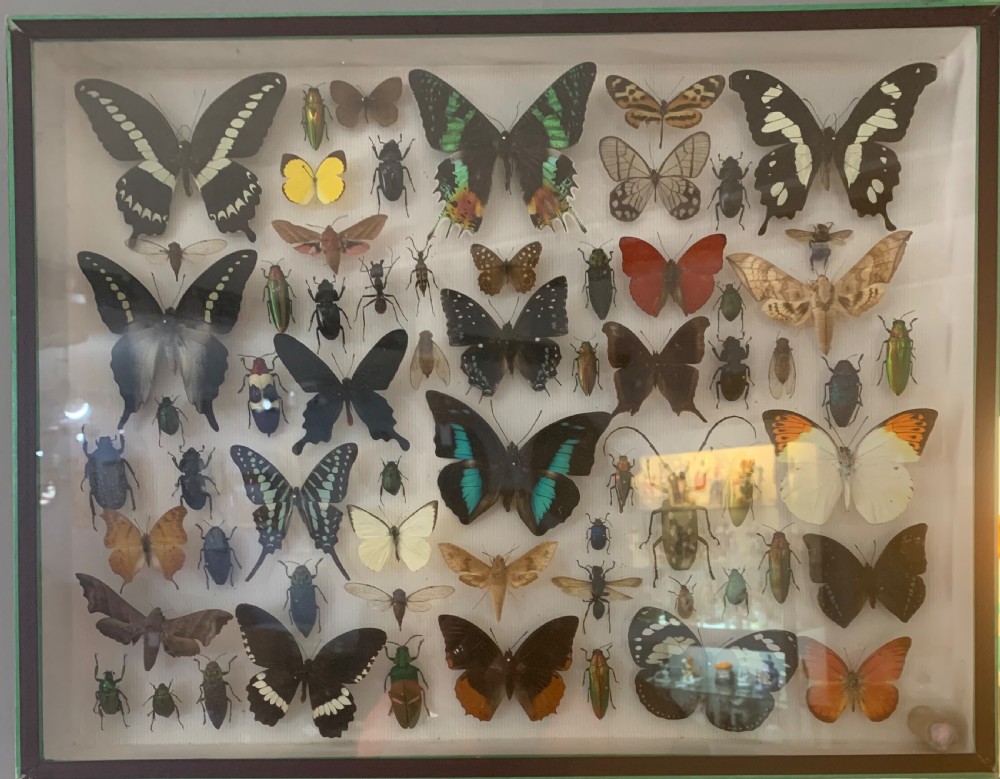 Stunning Collection of Butterflies and Other Insects c1930