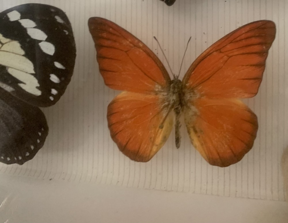 Stunning Collection of Butterflies and Other Insects c1930 View IV