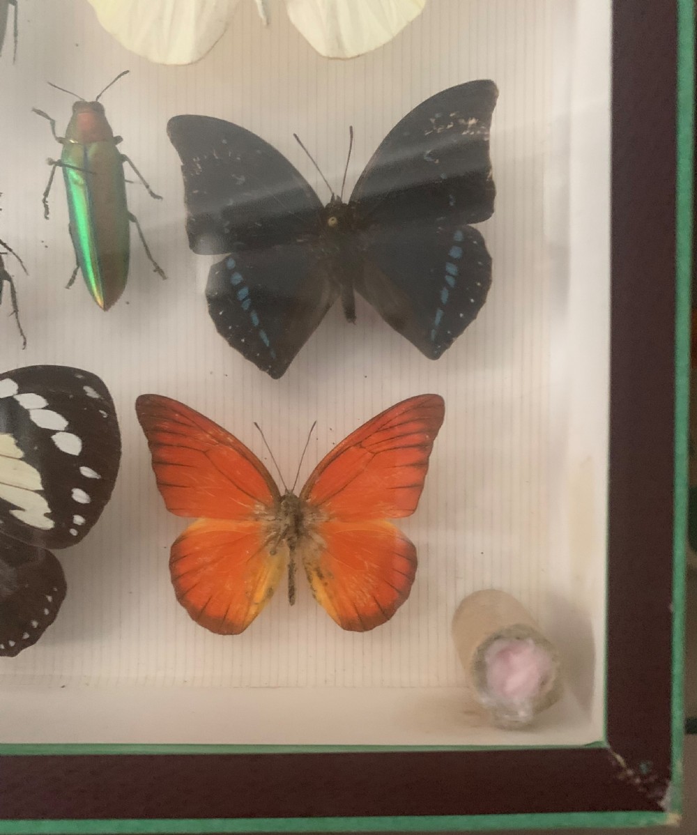 Stunning Collection of Butterflies and Other Insects c1930 View X