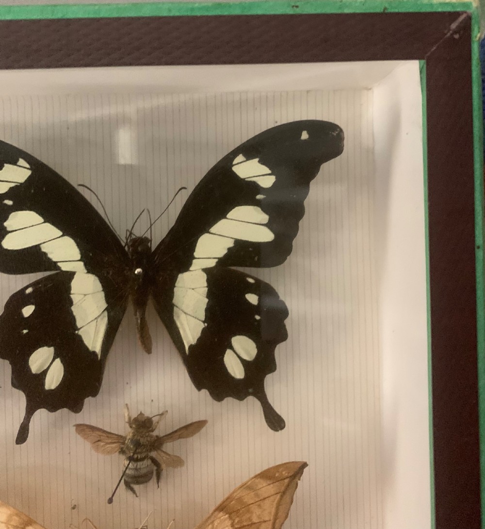 Stunning Collection of Butterflies and Other Insects c1930 View XI