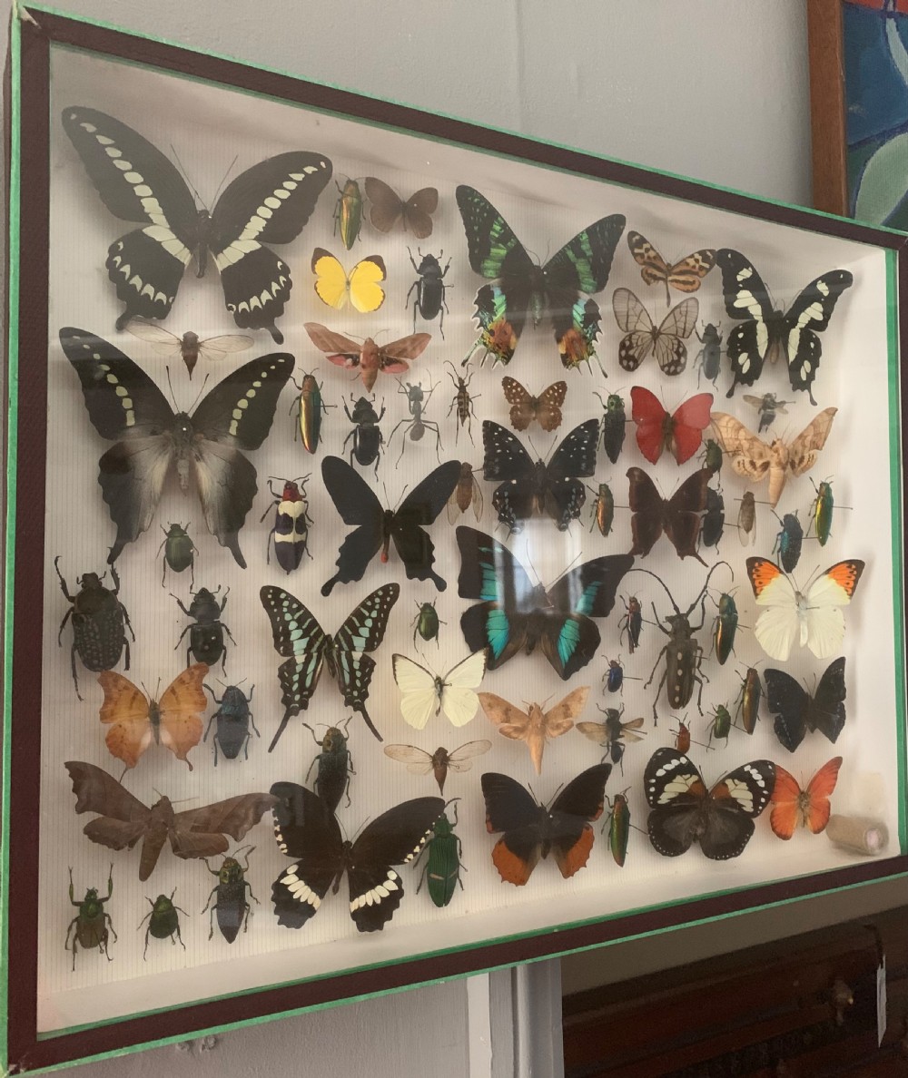 Stunning Collection of Butterflies and Other Insects c1930 View XII