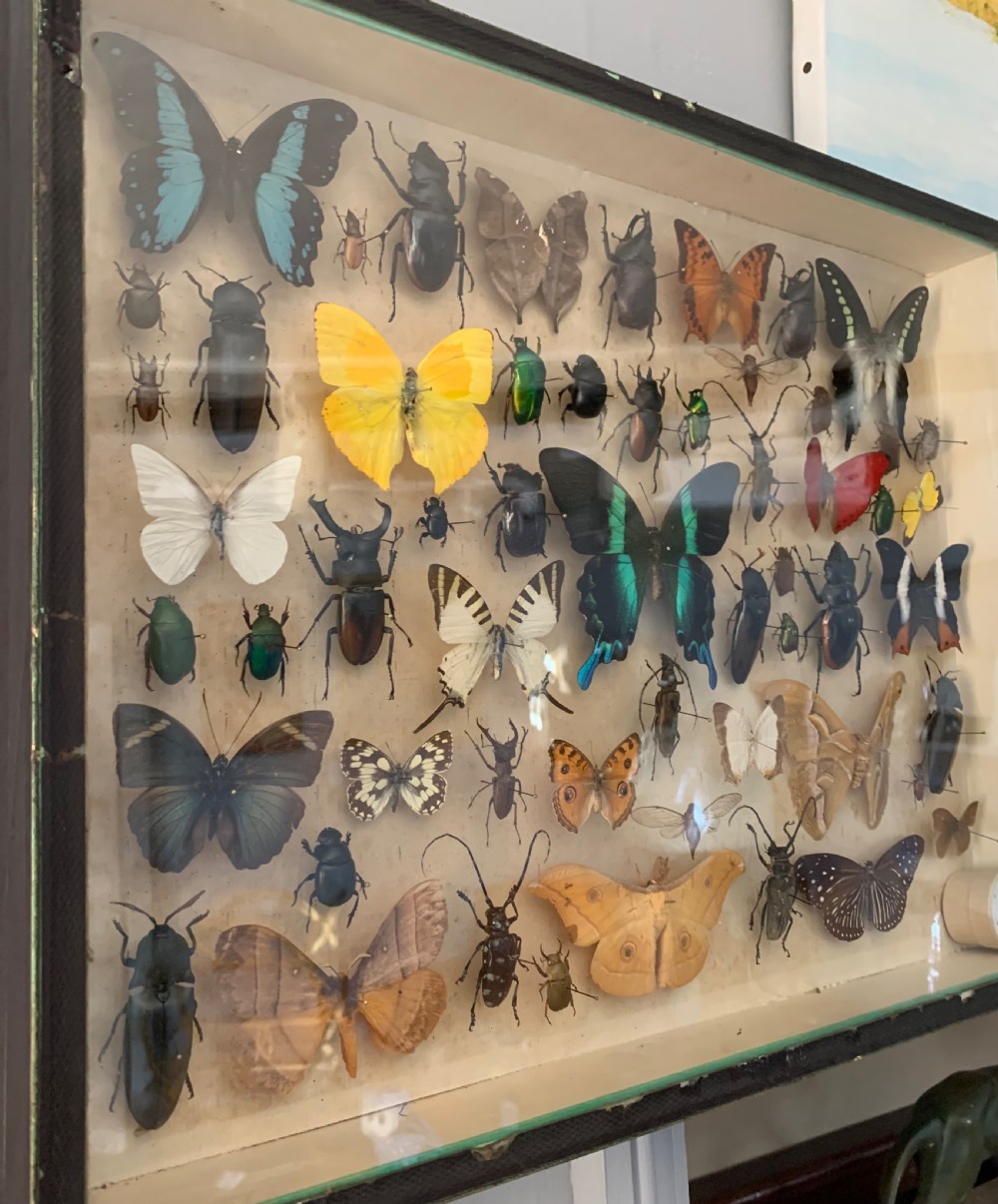 Collection of Butterflies and Other Insects Natural History Collection c1930 View II