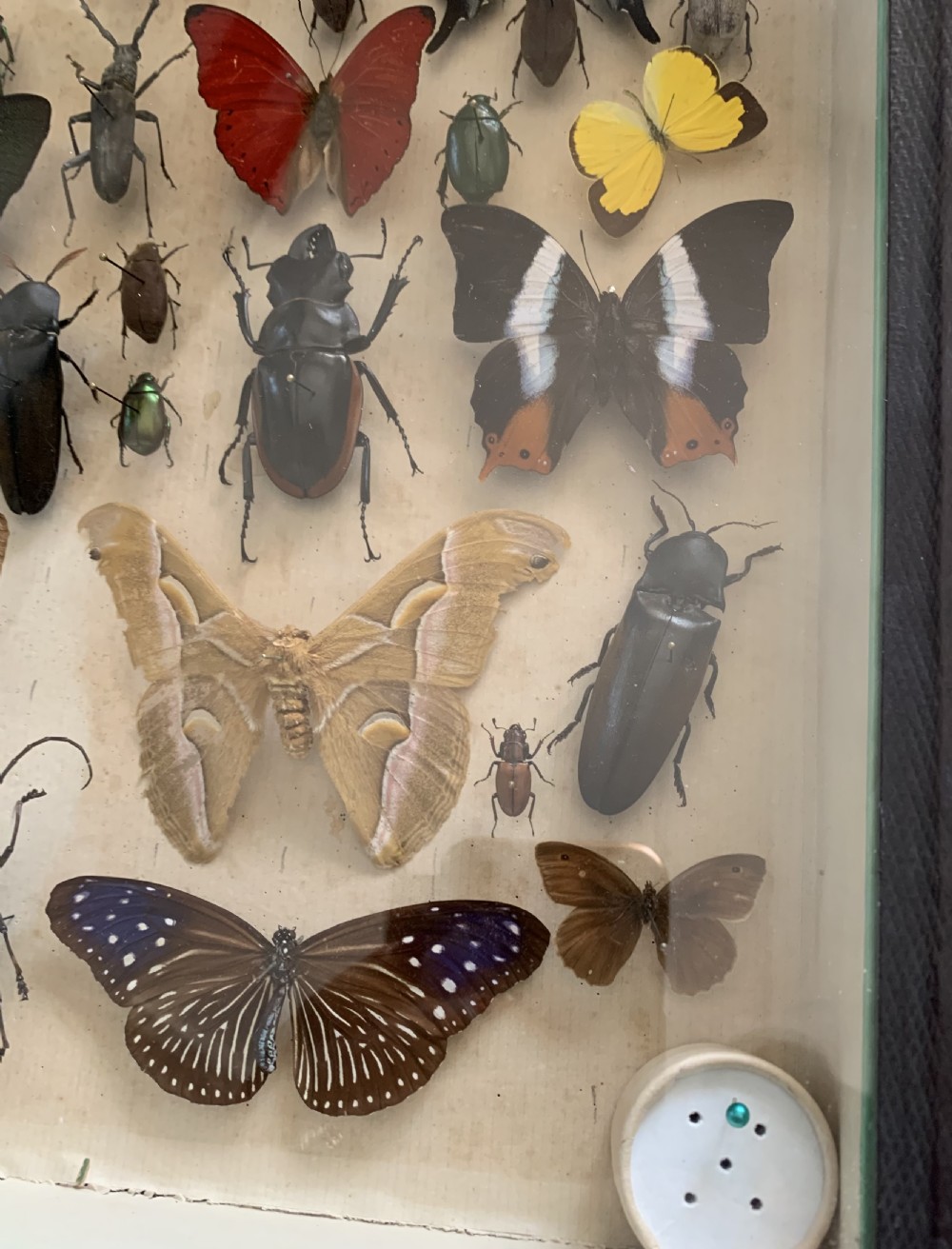 Collection of Butterflies and Other Insects Natural History Collection c1930 View VI