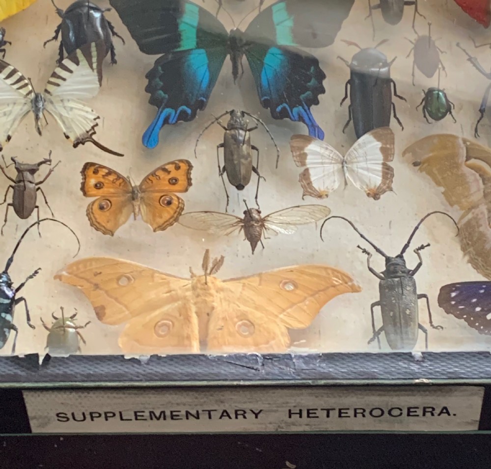 Collection of Butterflies and Other Insects Natural History Collection c1930 View VIII