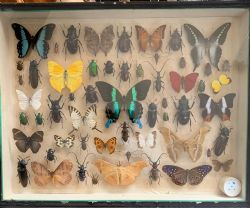COLLECTION OF BUTTERFLIES AND OTHER INSECTS NATURAL HISTORY COLLECTION C1930
