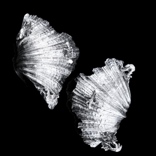 fig 6. Antique Victorian Solid Silver Salt/Butter Dish Pair, Cast Shell Giant Clam Design - Stephen Smith 1866