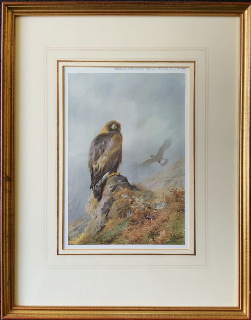 Antique Print Golden Eagle After Archibald Thorburn C. 1907 with Gallery Label