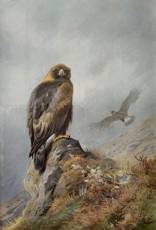 fig 2. Antique Print Golden Eagle After Archibald Thorburn c. 1907 with Gallery Label