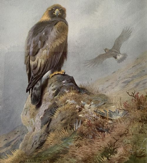 fig 3. Antique Print Golden Eagle After Archibald Thorburn c. 1907 with Gallery Label