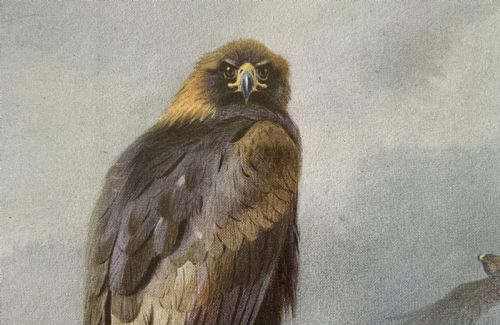 fig 4. Antique Print Golden Eagle After Archibald Thorburn c. 1907 with Gallery Label