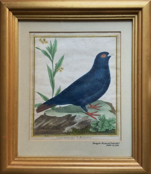C. 1760 Hand Coloured Pigeon Engraving by François-nicolas Martinet (1731–1800)