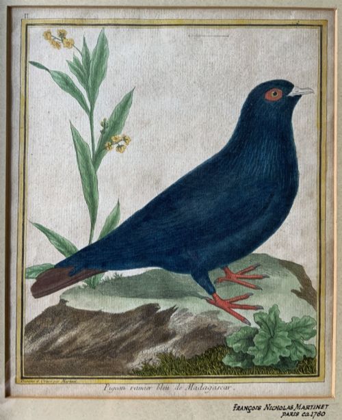 fig 2. A framed 18th-century hand-coloured engraving depicting a deep blue pigeon perched on a mound beside a flowering plant, set within a gold gilt frame.