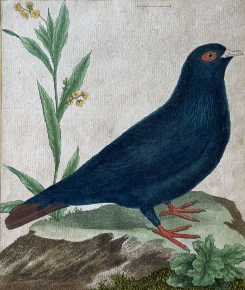 fig 3. A framed 18th-century hand-coloured engraving depicting a deep blue pigeon perched on a mound beside a flowering plant, set within a gold gilt frame.