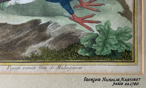 fig 6. A framed 18th-century hand-coloured engraving depicting a deep blue pigeon perched on a mound beside a flowering plant, set within a gold gilt frame.