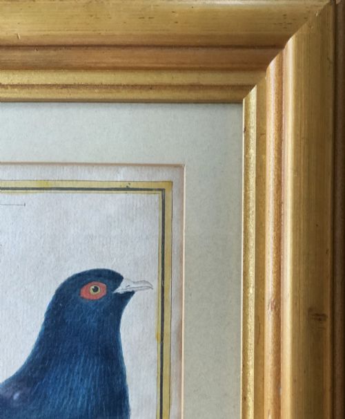 fig 11. A framed 18th-century hand-coloured engraving depicting a deep blue pigeon perched on a mound beside a flowering plant, set within a gold gilt frame.