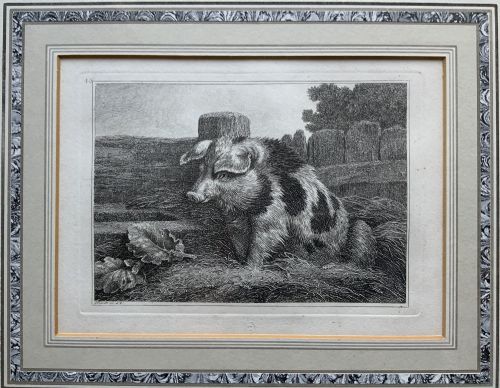fig 1. An antique monochrome etching depicting a spotted pig outdoors, presented in a decorative mount and a black wooden frame with gold inner moulding.