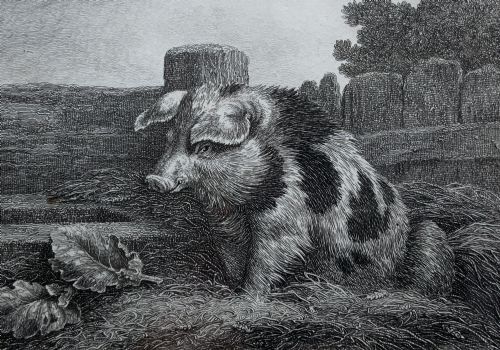 fig 2. An antique monochrome etching depicting a spotted pig outdoors, presented in a decorative mount and a black wooden frame with gold inner moulding.