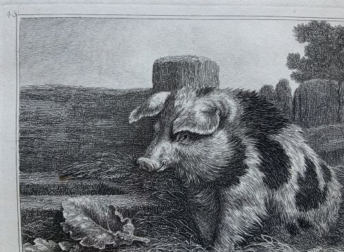 fig 3. An antique monochrome etching depicting a spotted pig outdoors, presented in a decorative mount and a black wooden frame with gold inner moulding.
