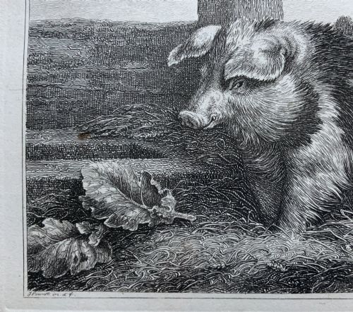 fig 4. An antique monochrome etching depicting a spotted pig outdoors, presented in a decorative mount and a black wooden frame with gold inner moulding.
