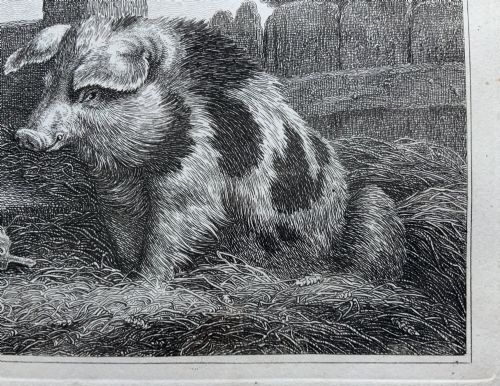 fig 5. An antique monochrome etching depicting a spotted pig outdoors, presented in a decorative mount and a black wooden frame with gold inner moulding.