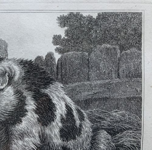 fig 6. An antique monochrome etching depicting a spotted pig outdoors, presented in a decorative mount and a black wooden frame with gold inner moulding.