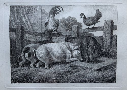 fig 1. A framed antique monochrome etching depicting pigs feeding at a trough with poultry on a wooden fence, presented in a black and gilt frame.