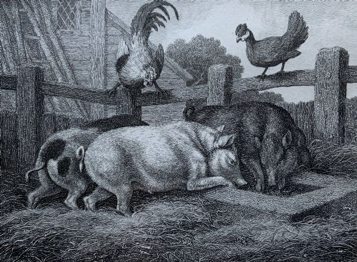 fig 2. A framed antique monochrome etching depicting pigs feeding at a trough with poultry on a wooden fence, presented in a black and gilt frame.