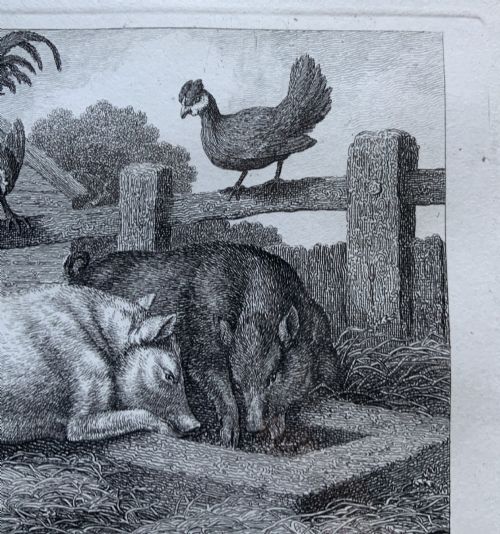 fig 3. A framed antique monochrome etching depicting pigs feeding at a trough with poultry on a wooden fence, presented in a black and gilt frame.
