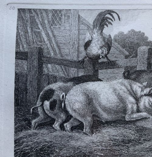 fig 4. A framed antique monochrome etching depicting pigs feeding at a trough with poultry on a wooden fence, presented in a black and gilt frame.