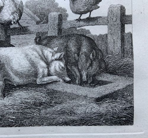 fig 6. A framed antique monochrome etching depicting pigs feeding at a trough with poultry on a wooden fence, presented in a black and gilt frame.